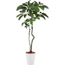 【直送】【人工観葉植物】YDM/ブラッサイア1.7cm/GLPT-220 ※返品・代引・キャンセル不可【30】 造花(アーティフィシャルフラワー) 造花葉物 造...