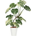 【直送】【人工観葉植物】YDM/モンステラバリエガータ1.4m/GLPT-225 ※返品・代引・キャンセル不可【30】 造花(アーティフィシャルフラワー) 造花...