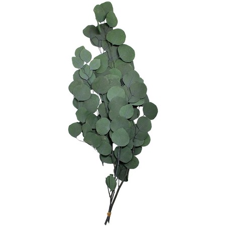 【プリザーブド】GARDEN PALETTE MONO/ユーカリポプルス グリーン/GPUP-02【01】 プリザーブドフラワー プリザーブドグリーン 葉物