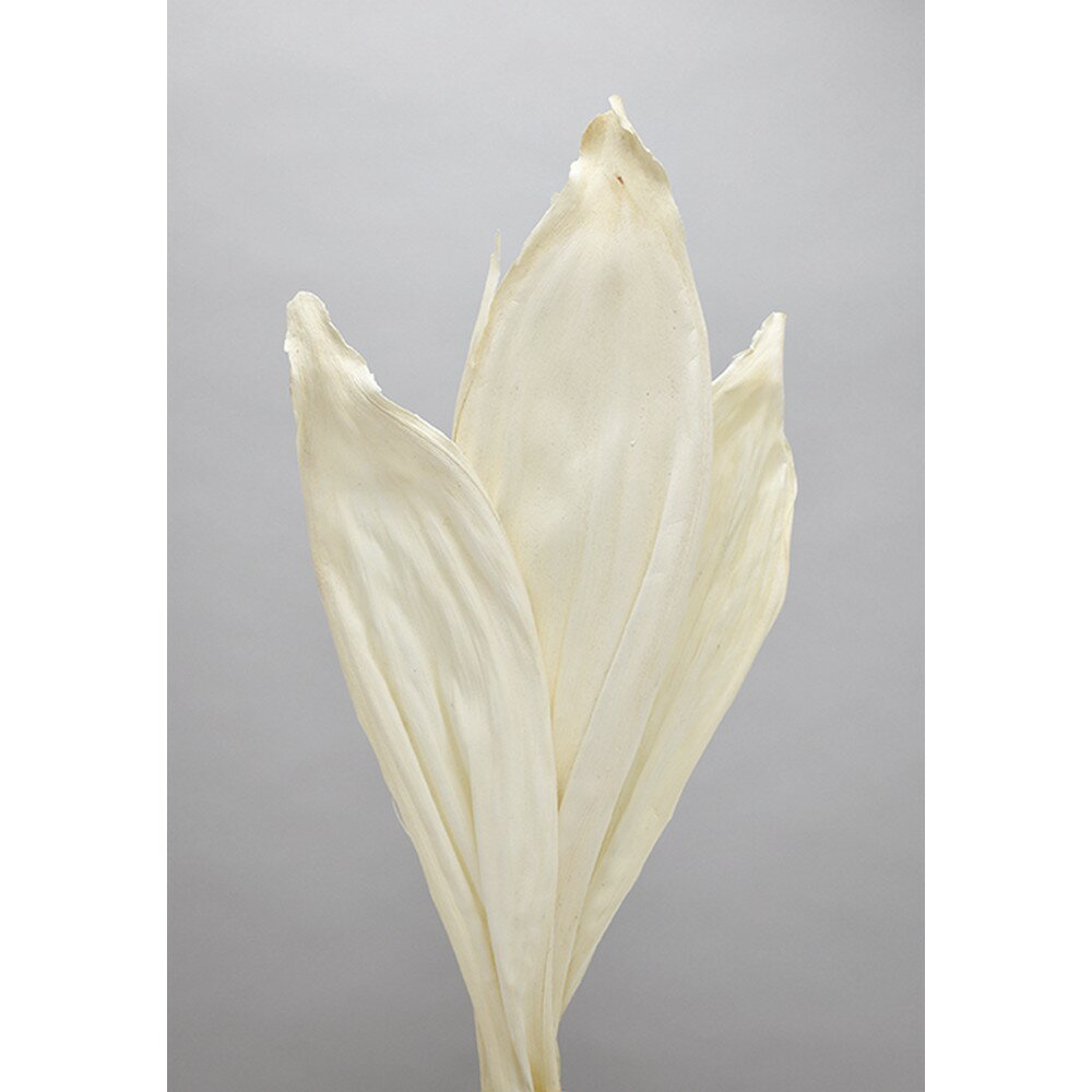 【ドライ】コアトレーディング/アカシアナッツリーフ サラシ/10347【10】[5束] ドライフラワー ドライ葉物 葉物