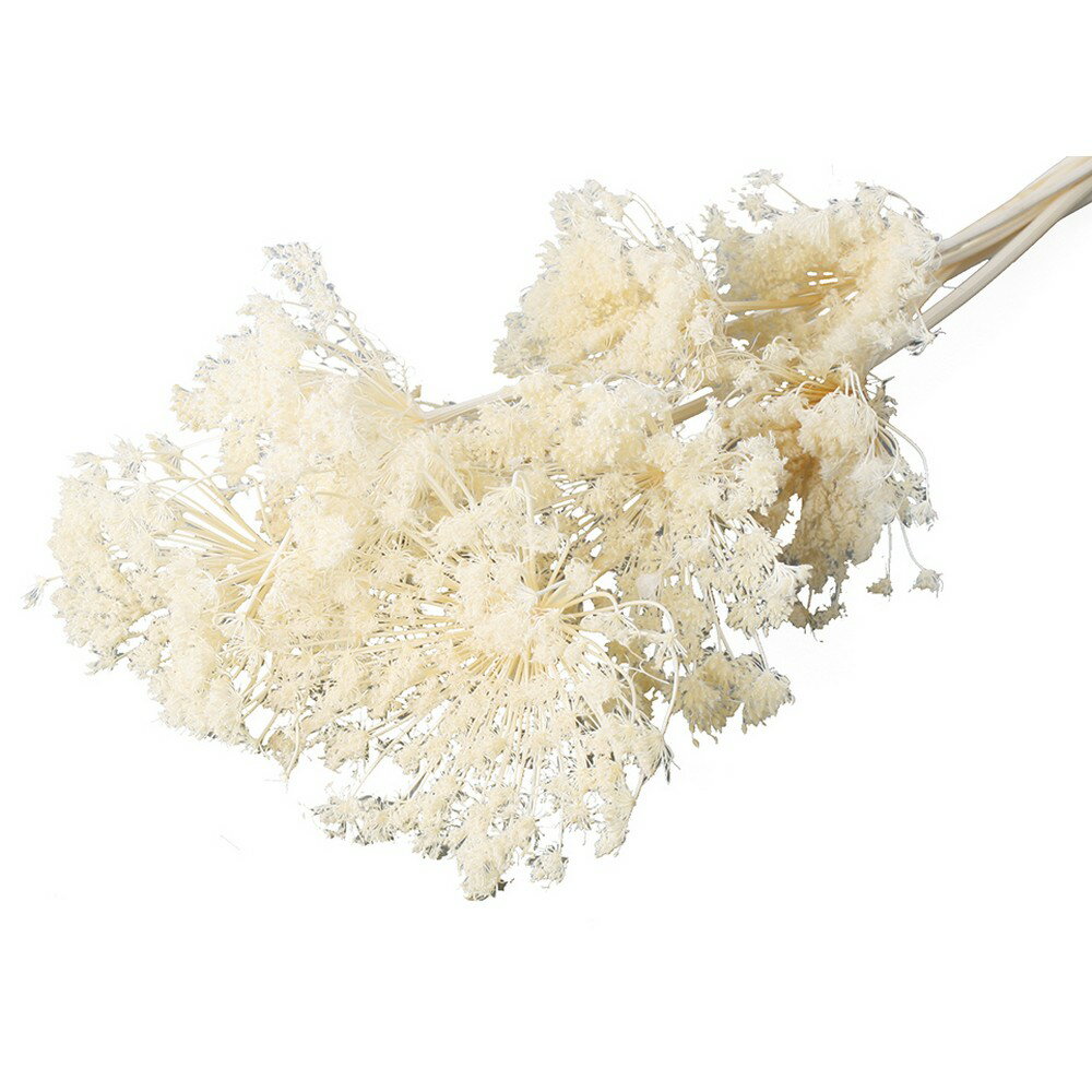 【ドライ】コアトレーディング/アピアレス・大 サラシ/10355【10】[10束] ドライフラワー ドライフラワー花材 その他ドライフラワー