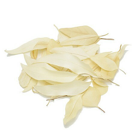 【ドライ】コアトレーディング/ブリーチリーフ・ミックス サラシ/12305【10】[10袋] ドライフラワー ド..