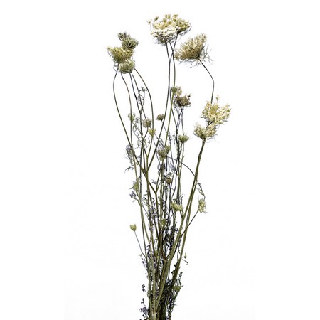 【ドライ】コアトレーディング/ノラ・ニンジン フラワー＆シード ナチュラル/17257【10】[5束] ドライ..