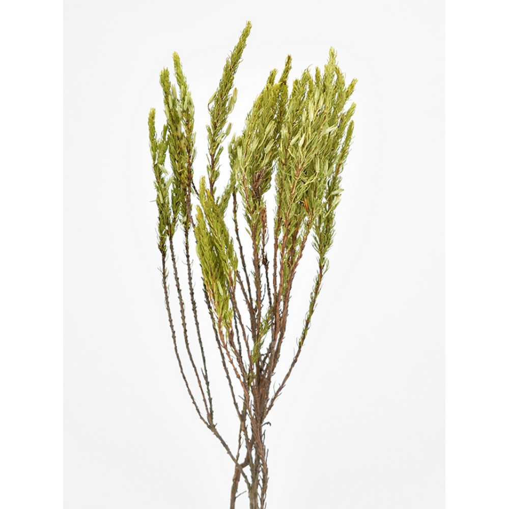 【ドライ】コアトレーディング/エリカ・フランケネディ ナチュラル/17626【10】[10束] ドライフラワー ドライ葉物 その他