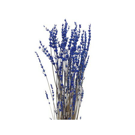 【プリザーブド】コアトレーディング/ラベンダー・プリザーブド ブルー/18601【10】 プリザーブドフラ..