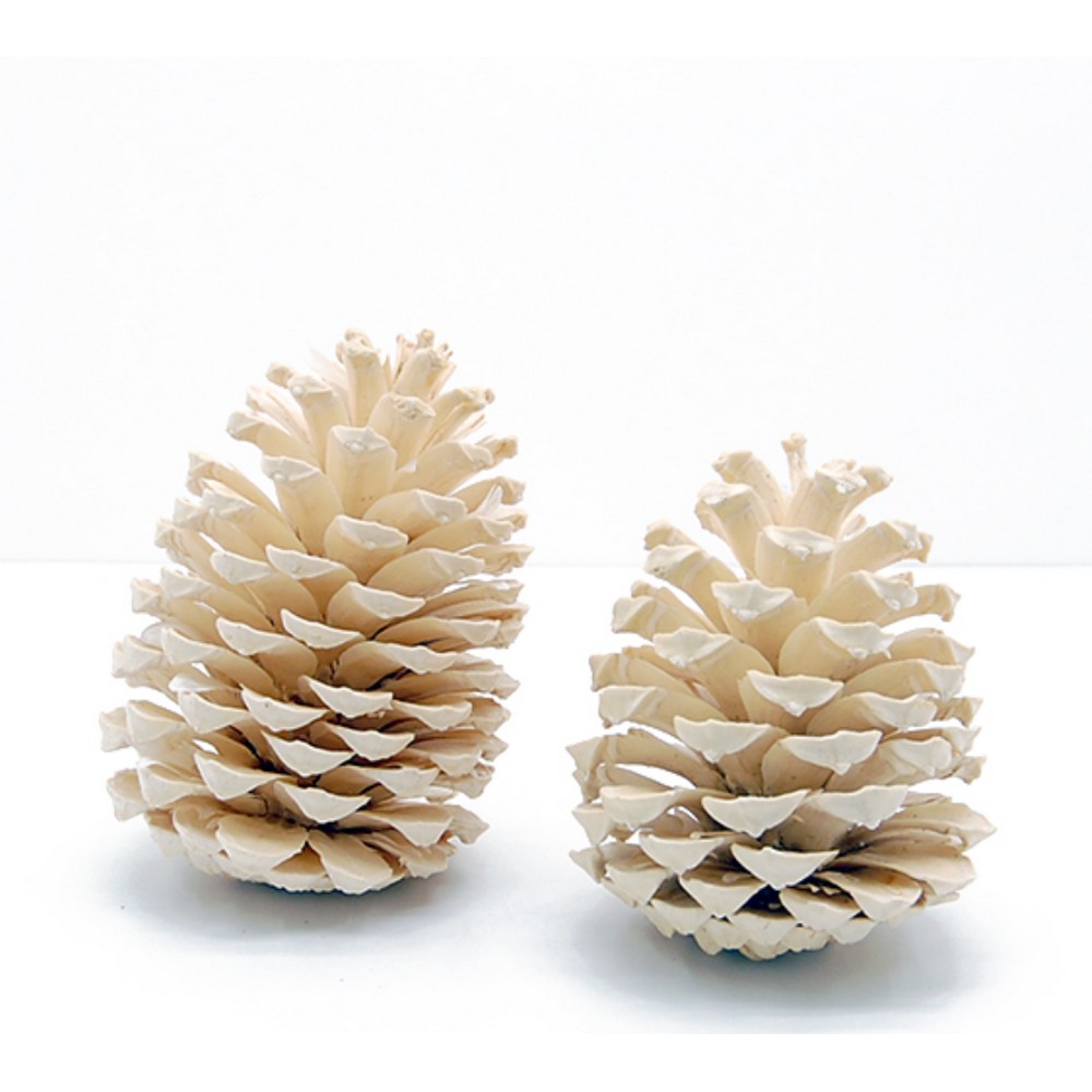 【ドライ】コアトレーディング/マリティマコーン サラシ/18617【10】[5袋] ドライフラワー ドライ実物＆フルーツ 木の実