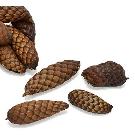 【ドライ】コアトレーディング/ティカパッド・スリム＆スモール ナチュラル/30362【10】 ドライフラワー ドライ実物＆フルーツ 木の実