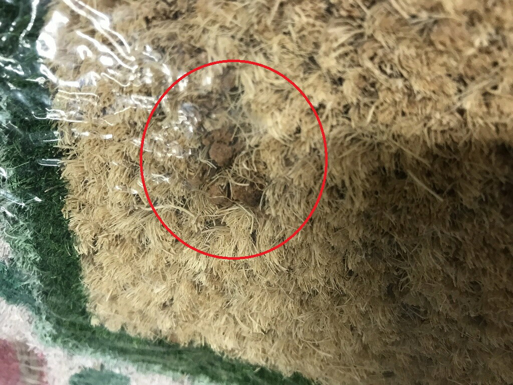 大橋新治商店/コイヤーマット 黒猫/17-059【01】 ガーデニング・園芸用品 ガーデンファニチャー・家具 玄関マット 庭 グッズ 装飾 インテリア エクステリア おしゃれ かわいい 什器 [3]