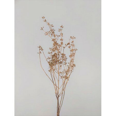 【ドライ】大地農園/ユーカリ・エキゾチカ 約45g ゴールド/40170-902【01】 ドライフラワー ドライ実物＆フルーツ その他