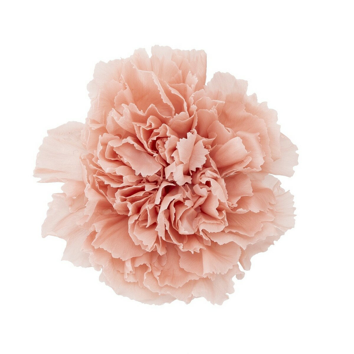 【プリザーブド】大地農園/カーネーション 8輪 ミスティーピーチ/02380-373【01】 プリザーブドフラワー プリザーブドフラワー花材 カーネーション