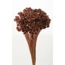 【ドライ】大地農園/スターフラワー・ブロッサム 約18g モーブピンク/30191-192【01】 ドライフラワー ドライフラワー花材 スターフラワー