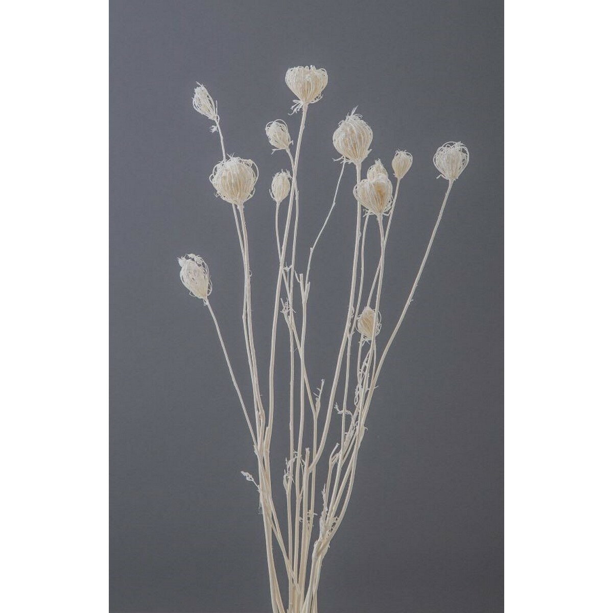 楽天市場】フランネルフラワー(ドライフラワー|花・観葉植物 楽天市場】フランネルフラワー(ドライフラワー|花・観葉植物