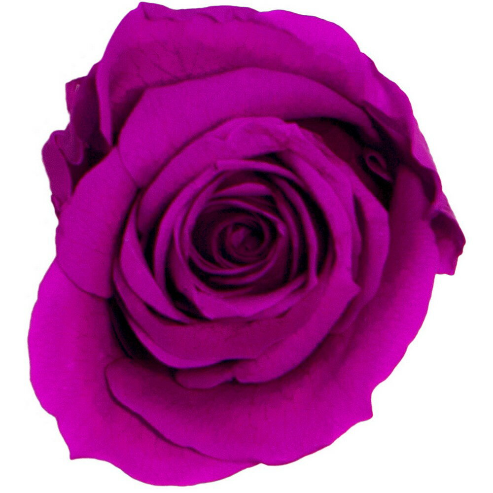 【プリザーブド】GARDEN PALETTE MONO/ミアローズ 8輪 パープル/GP920-12【01】 プリザーブドフラワー プリザーブドフラワー花材 バラ（ローズ）