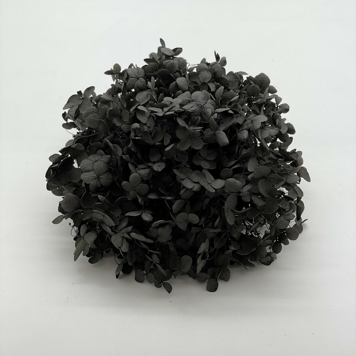 【プリザーブド】東花/ソフトあじさいアナベル 約2.5輪 ナイトブラック/64324【01】 プリザーブドフラワー プリザーブドフラワー花材 あじさい（紫陽花）