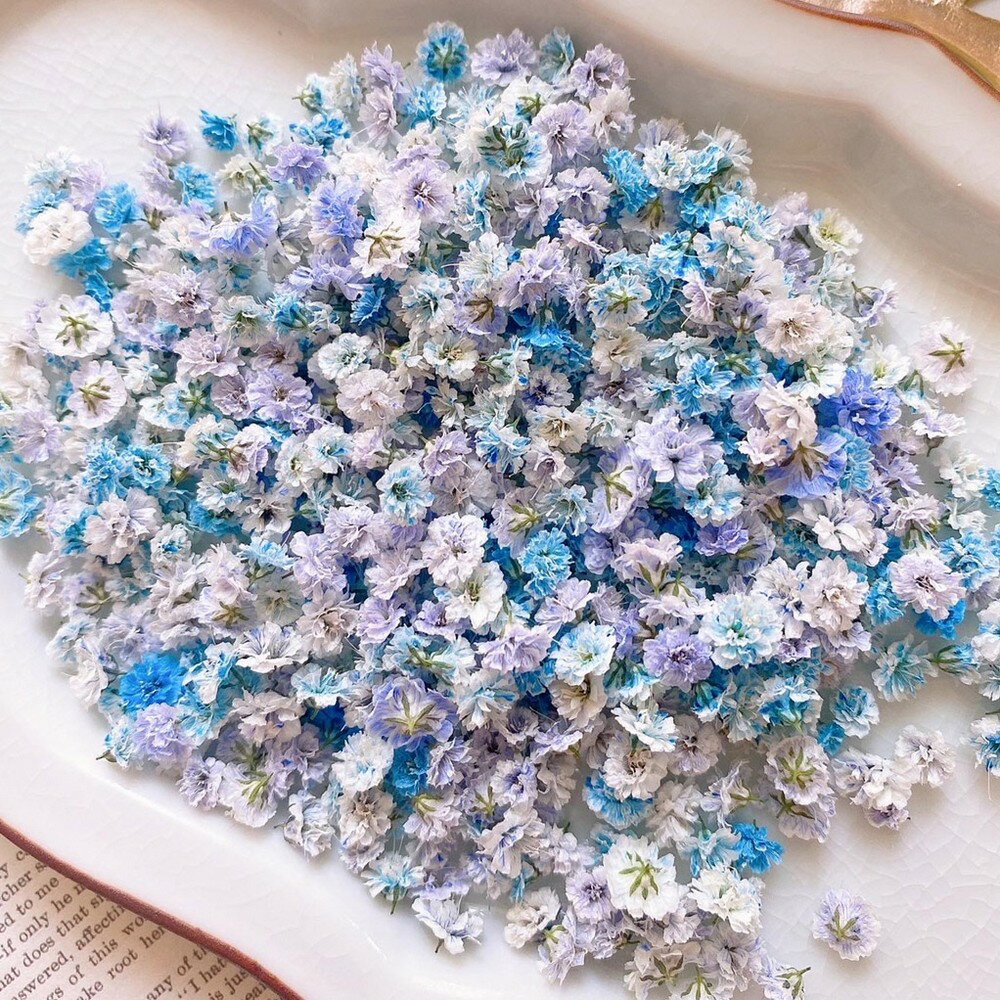 【ドライ】m flowers/かすみ草 ドライ 中サイズ 着色 紫陽花カラー【10】 ドライフラワー ドライフラワー花材 カスミ草