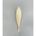 【ドライ】東花/コキア束 約50g オフホワイト/69148【01】 ドライフラワー ドライフラワー花材 その他ドライフラワー