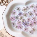 【ドライ】m flowers/押し花 レースフラワー 着色 淡色ミックス【10】 ドライフラワー 押し花