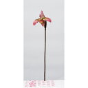 【造花】アスカ/パフィオ モーブグリーン/A-34579-55G【01】 造花(アーティフィシャルフラワー) 造花 花材「は行」 その他「は行」造花花材
