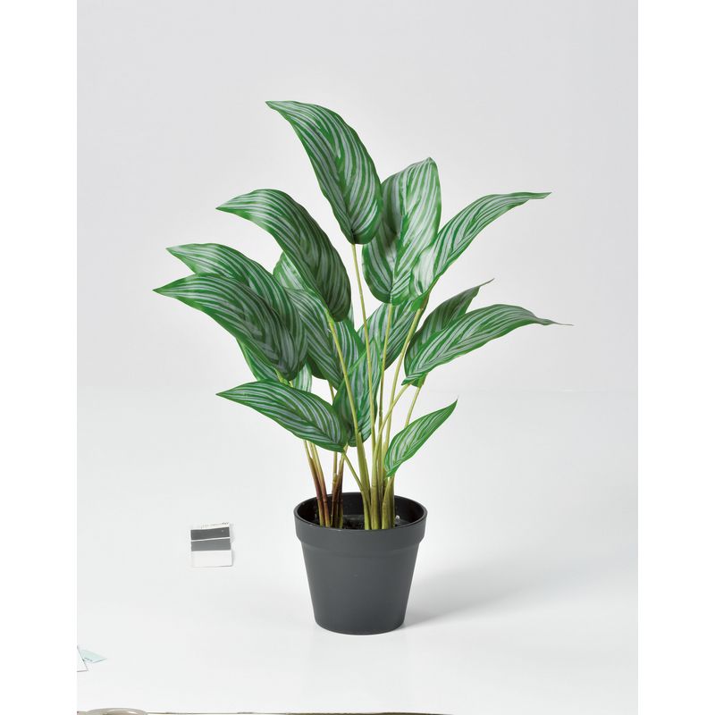 【人工観葉植物】アスカ/カラテア（ポット付） グリーン/A-51053-51A【01】 造花（アーティフィシャル..