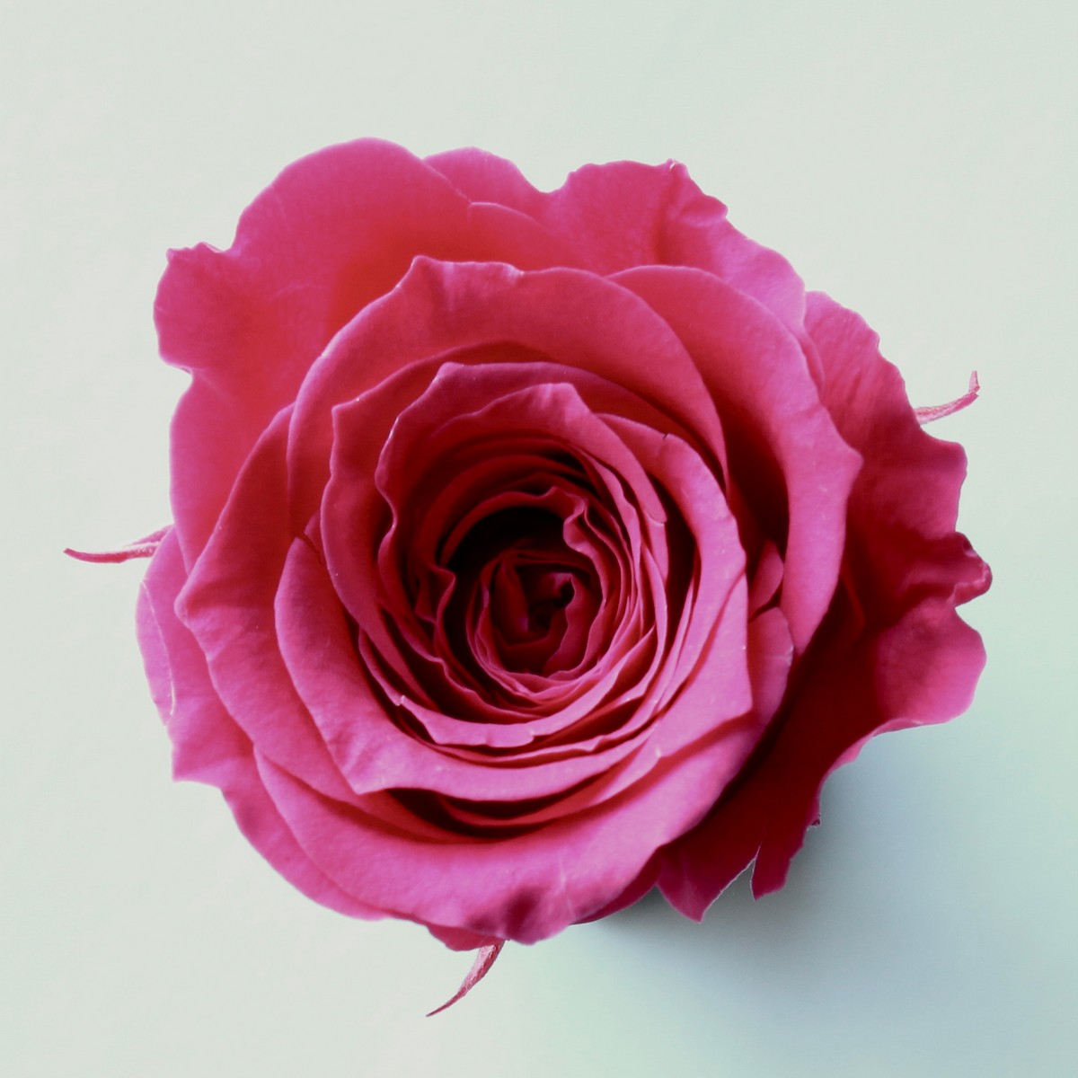 【プリザーブド】大地農園/ローズ・サラ 9輪 フランボワーズ/02580-211【01】 プリザーブドフラワー プ..