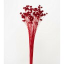 【ドライ】大地農園/ミニコーンフラワー 23g レッド/30200-301【01】 ドライフラワー ドライフラワー花材 コーンフラワー