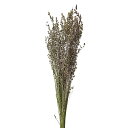 【ドライ】ブリザ 約30g/DN000133【01】 ドライフラワー ドライフラワー花材 その他ドライフラワー