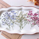 【ドライ】m flowers/押し花 かすみ草 3色アソート ミスティカラー【10】 ドライフラワー 押し花