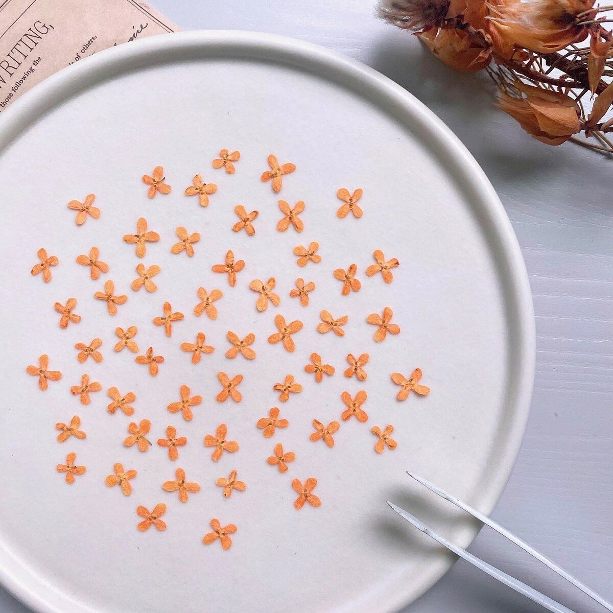 【ドライ】m flowers/押し花 金木犀【10】 ドライフラワー 押し花