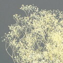 【プリザーブド】【小分け】大地農園/ミニカスミ草 約6g クリーム/00005ON【21】 プリザーブドフラワー プリザーブドフラワー花材 カスミ草