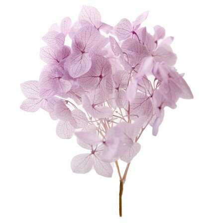 【プリザーブド】フロールエバー/アナベル SP 約1g ライラック/FL600296-950【01】 プリザーブドフラワー プリザーブドフラワー花材 あじさい（紫陽花）