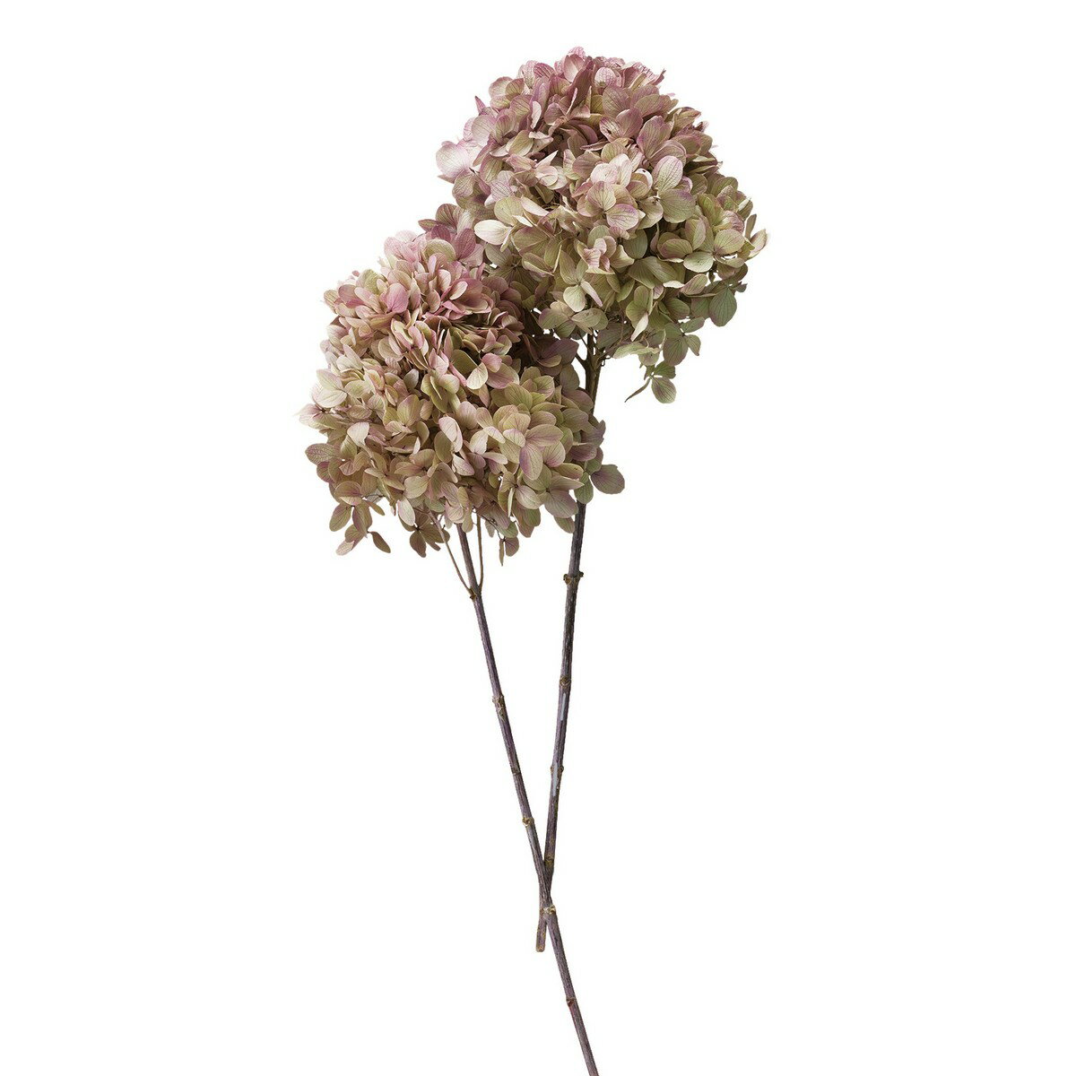 アジサイ グランディフローラの商品画像