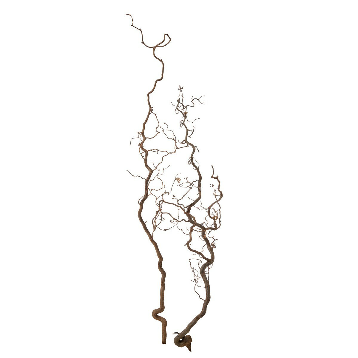 【直送】【ドライ】大地農園/ヘーゼルナッツ・ツウィッグ 約2本 N/52730-000 ※返品・代引・キャンセル不可【01】 ドライフラワー ドライ枝物 その他