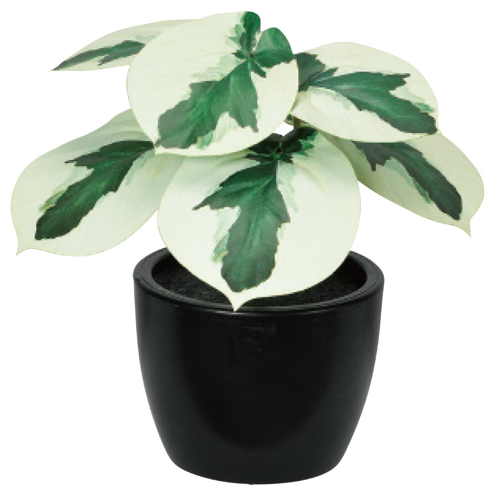 【人工観葉植物】アスカ/ペペロミア(ポット付) ヴァリゲイトグリーン/A-51084-51V【01】 造花（アーテ..