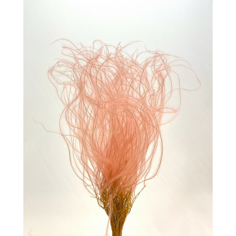 【ドライ】東花/スティファ 約8g ベビーピンク/76187【01】 ドライフラワー ドライ穂物 その他穂物