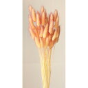 【ドライ】大地農園/ラグラス・ツートン 約15g イエローピンク/42055-512【01】 ドライフラワー ドライフラワー花材 ラグラス