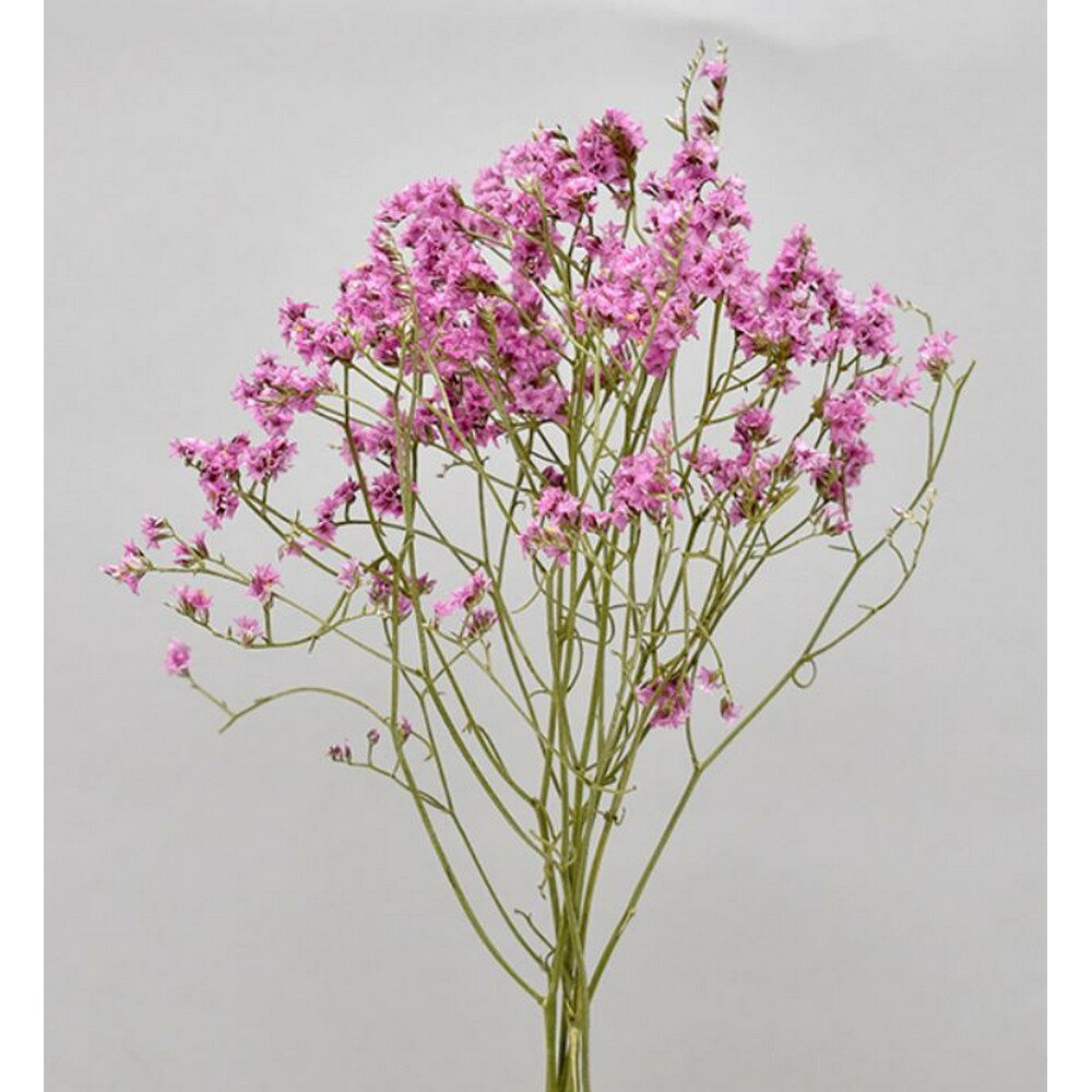 コアトレーディング/HBチース ナチュラルダークピンク系/17372 ドライフラワー ドライフラワー花材 スターチス