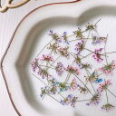 【ドライ】m flowers/押し花 茎付きレースフラワー 着色 ミックス【10】 ドライフラワー 押し花
