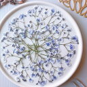 【ドライ】m flowers/押し花 かすみ草 薄紫 着色【10】 ドライフラワー 押し花
