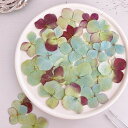 【ドライ】m flowers/押し花 秋色 紫陽花【10】 ドライフラワー 押し花