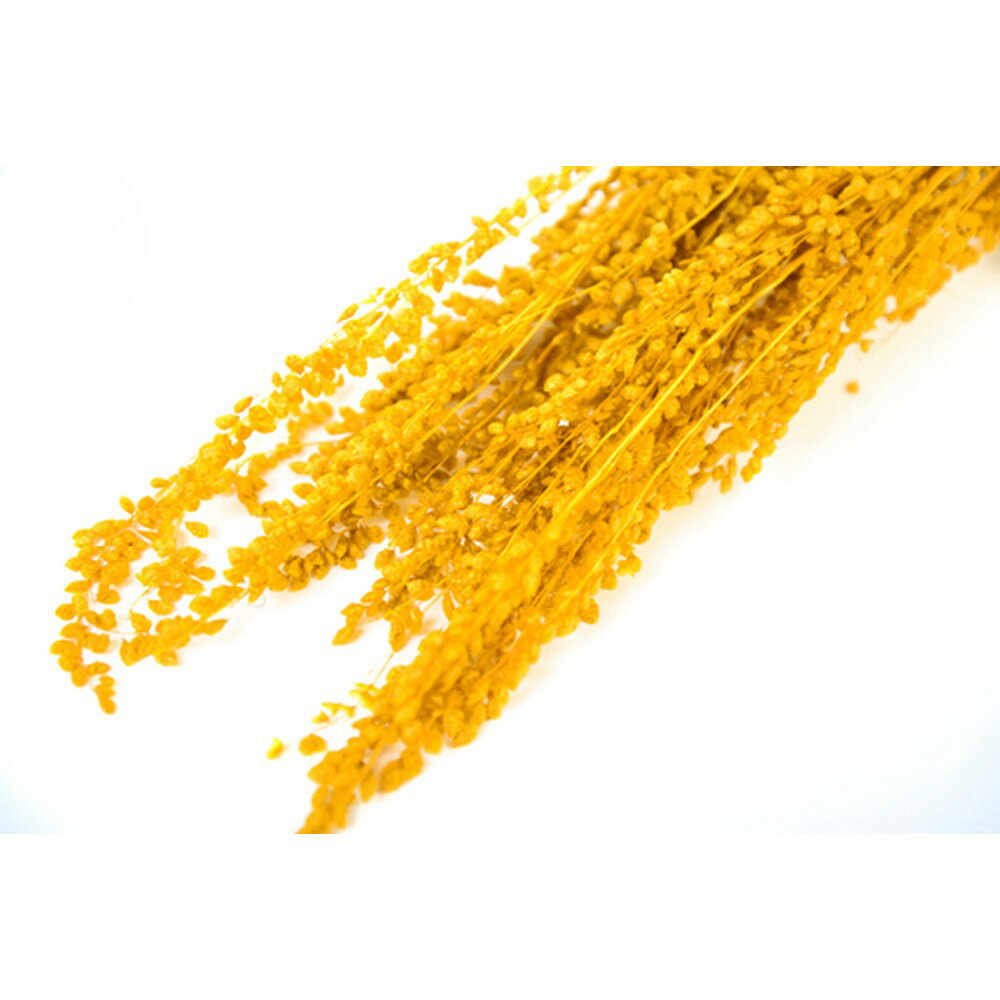 【ドライ】フロールエバー/ブリーザ ドライ 約20g マスタードイエロー/FLDR0012-750【01】 ドライフラワー ドライフラワー花材 その他ドライフラワー