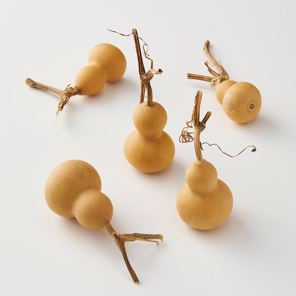 【ドライ】大地農園/豆ひょうたん 5個 N/22330-000【01】 ドライフラワー ドライ実物＆フルーツ その他