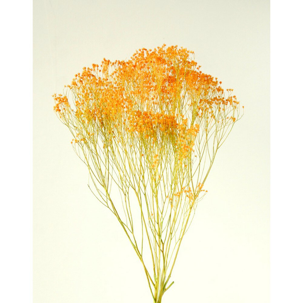 大地農園/モリソニア約20gオレン...