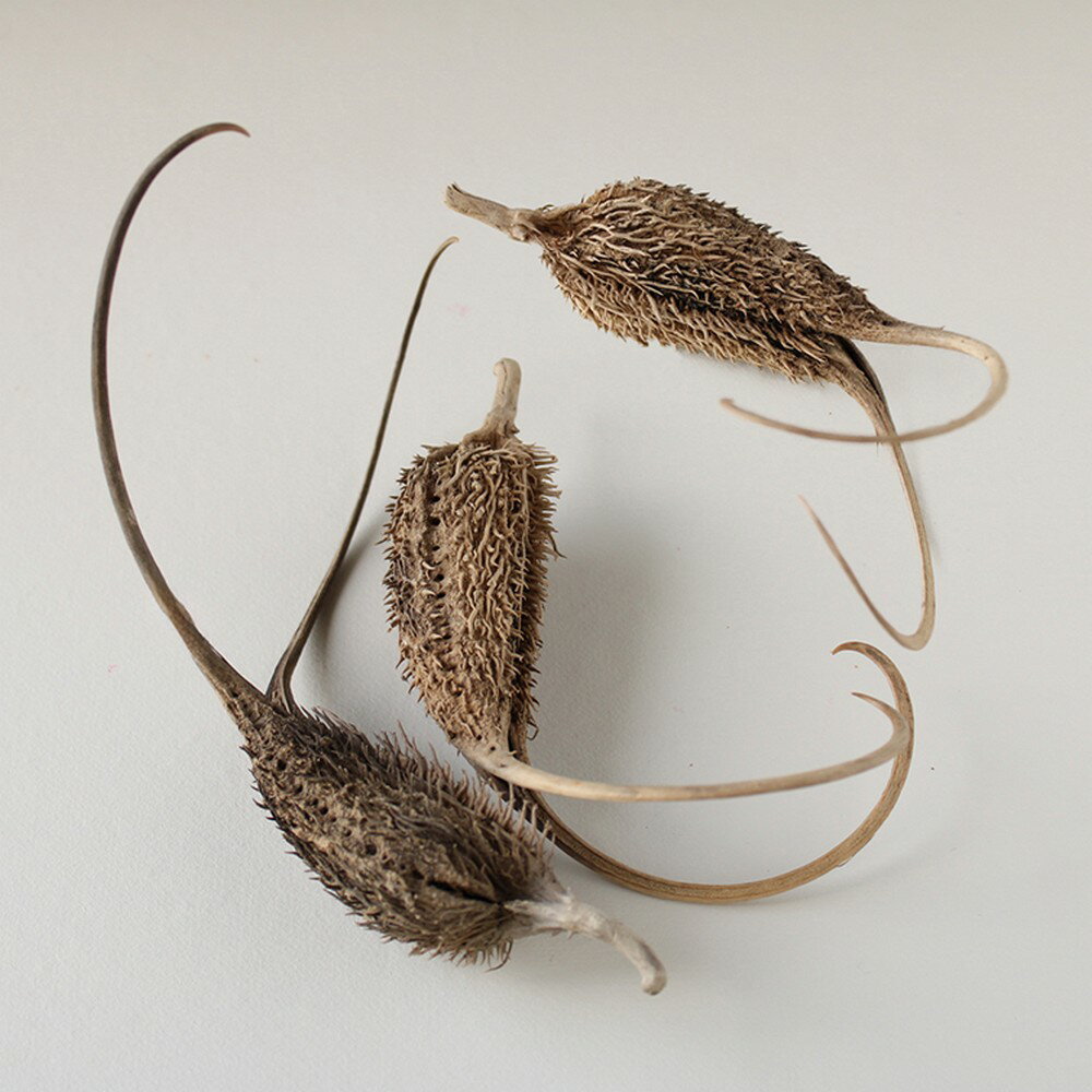 【ドライ】大地農園/ツノゴマ 3個 N/21280-000【01】 ドライフラワー ドライ実物＆フルーツ 木の実