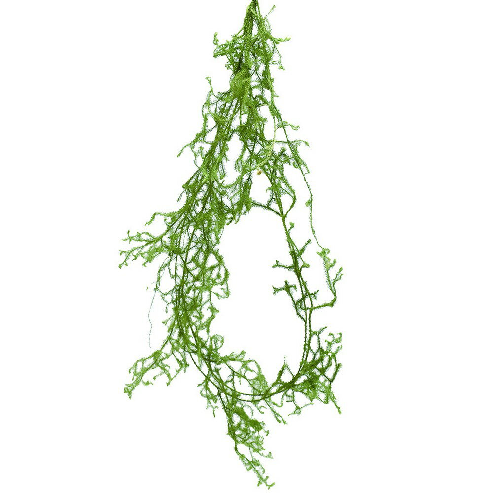 【ドライ】コアトレーディング/ひかげかずら ナチュラル/17381【10】[10束] ドライフラワー ドライ葉物 葉物