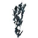 【ドライ】コアトレーディング/ルスカス スチールグレイ/10826【10】 ドライフラワー ドライ葉物 葉物
