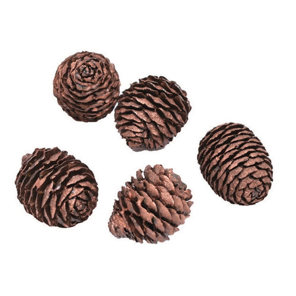 【ドライ】コアトレーディング/ムイリーヘッド 6個 ブロンズ/10817【10】[10袋] ドライフラワー ドライ実物＆フルーツ 木の実