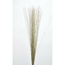 【ドライ】コアトレーディング/紀州イグサ 約50g ナチュラル/17324【10】 ドライフラワー ドライ葉物 葉物