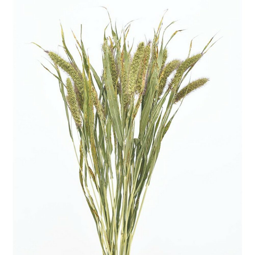 【ドライ】コアトレーディング/アワ・イタリアンミレット 約30g ナチュラル/17327【10】[10束] ドライフラワー ドライ穂物 その他穂物