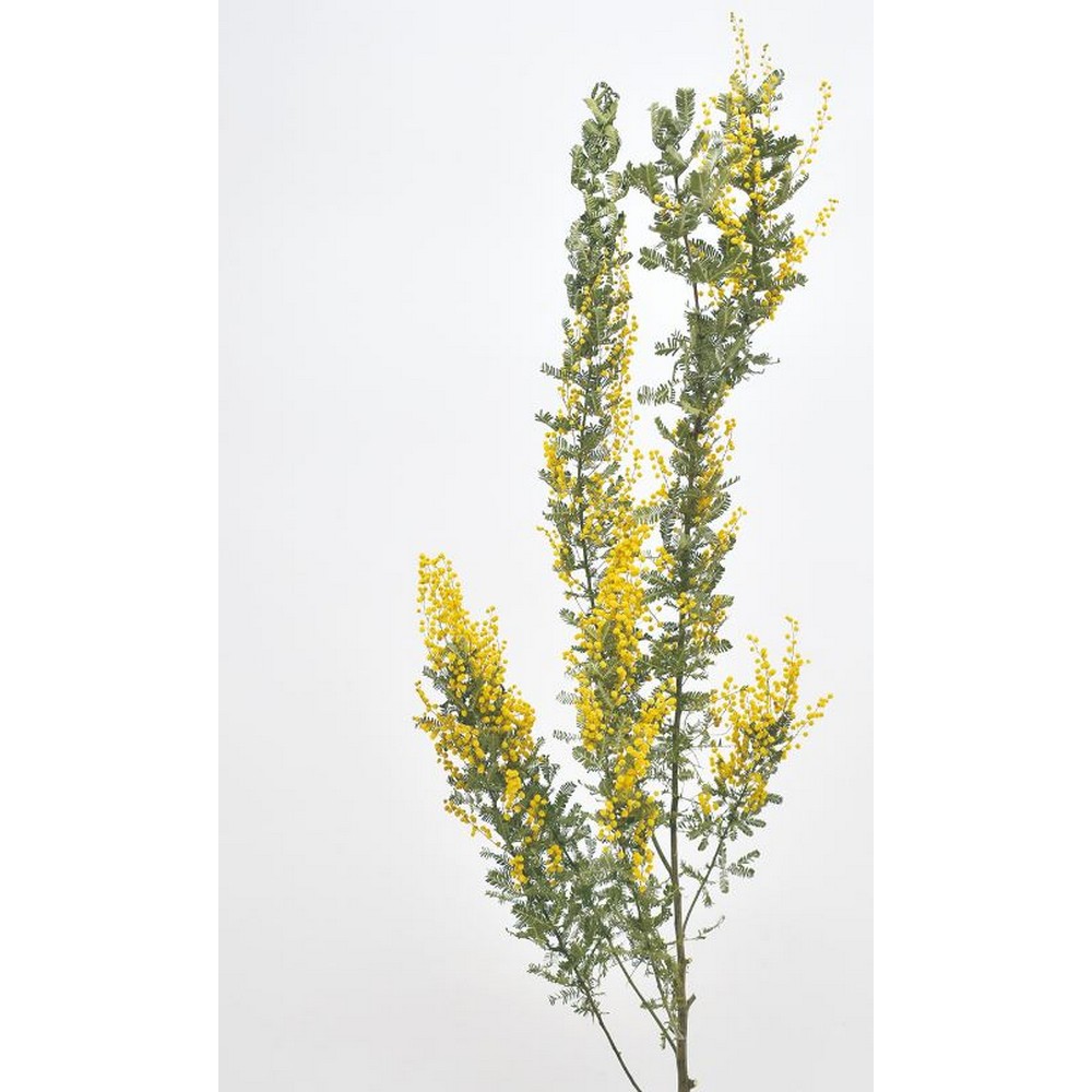 【ドライ】コアトレーディング/ミモザ・国産EXF 約1本 ナチュラルイエロー/17335【10】[5束] ドライフ..