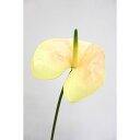 【造花】アスカ/premium collection アンスリウム クリームグリーン/AP03025-53A【01】 造花(アーティフィシャルフラワー) 造花 花材「あ行」 アンスリューム